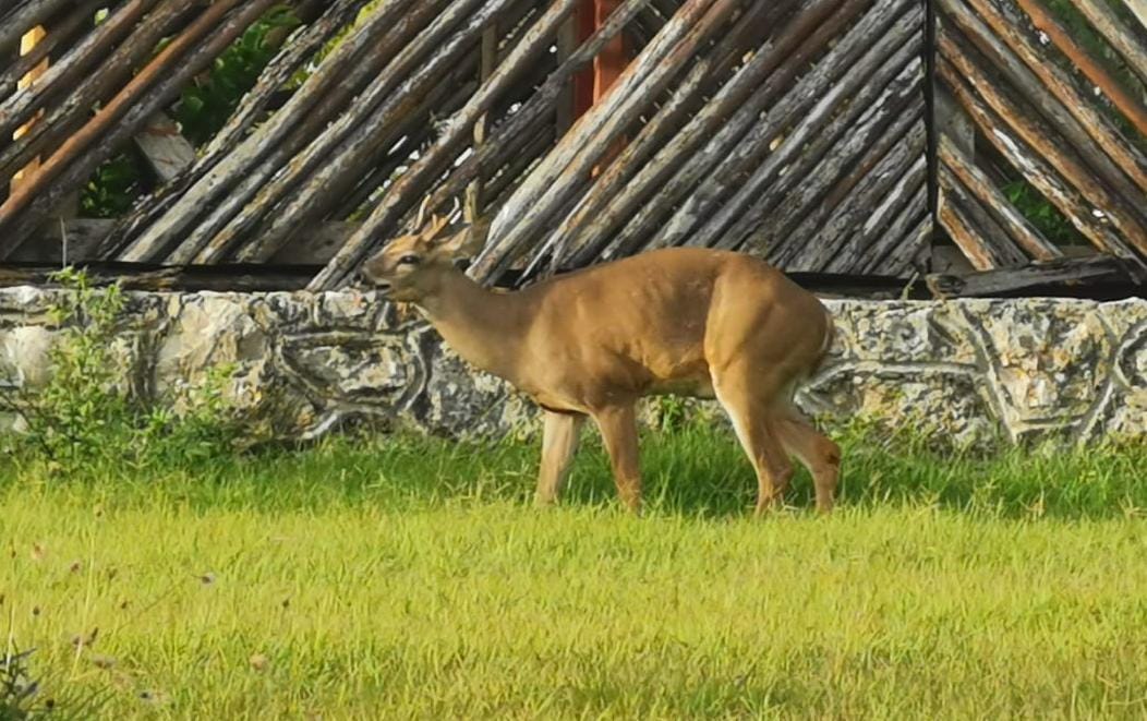 Aparece venado en distribuidor vial de Cancún