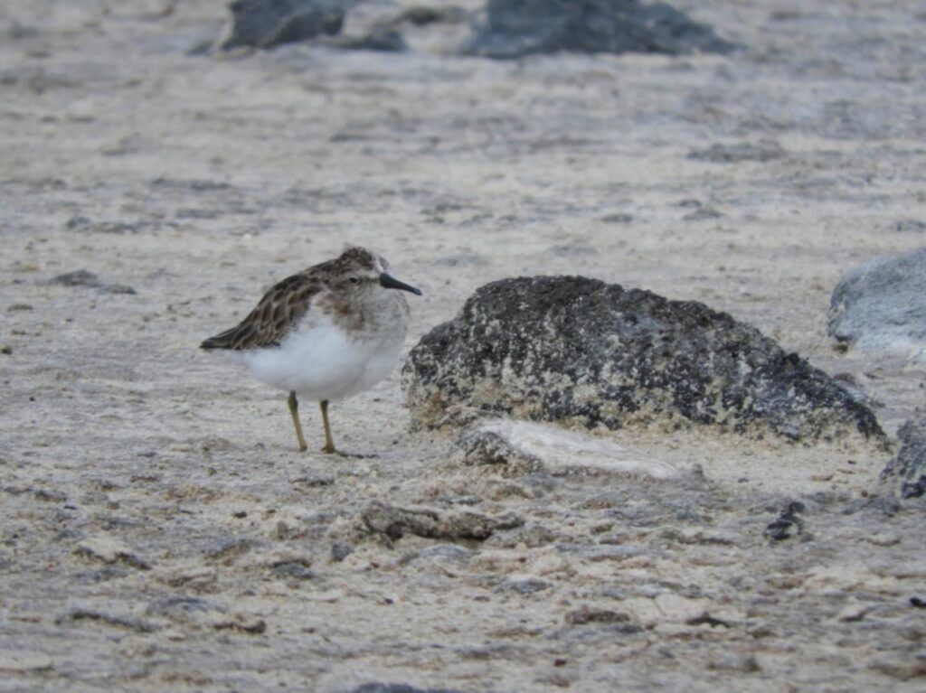 Registró FPMC 39 especies de aves durante monitoreo en el Parque Ecoturístico Punta Sur