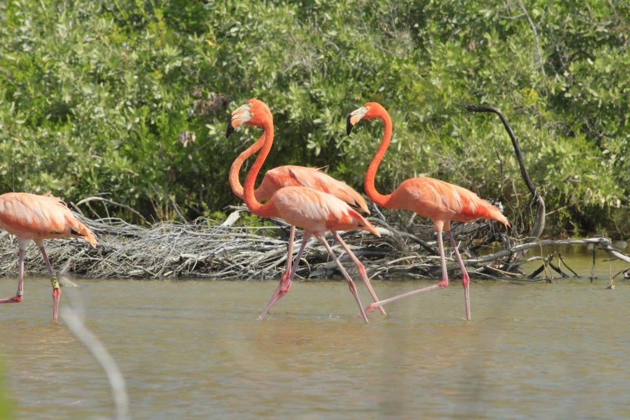 Flamencos engalanan Punta Sur en Cozumel