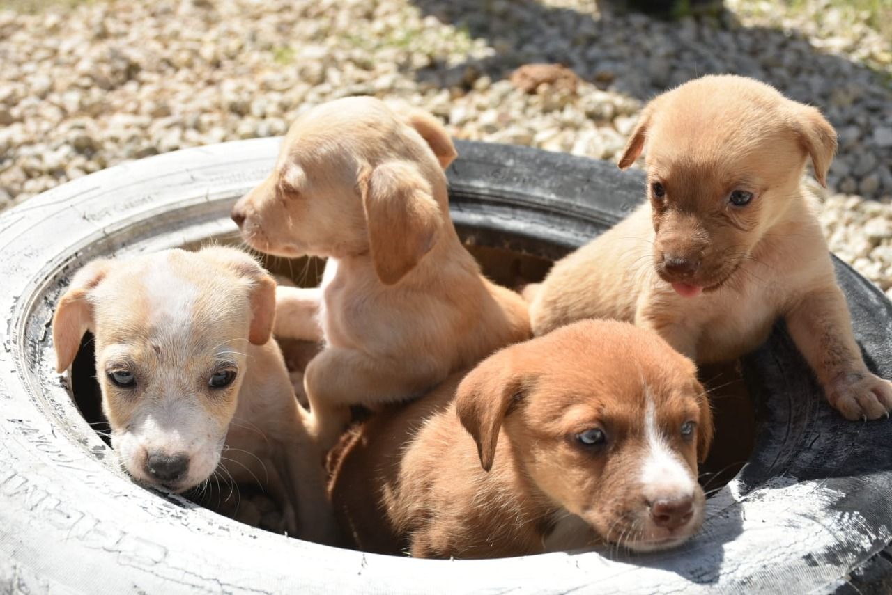 Jornada de adopción canina con buena respuesta de la ciudadanía
