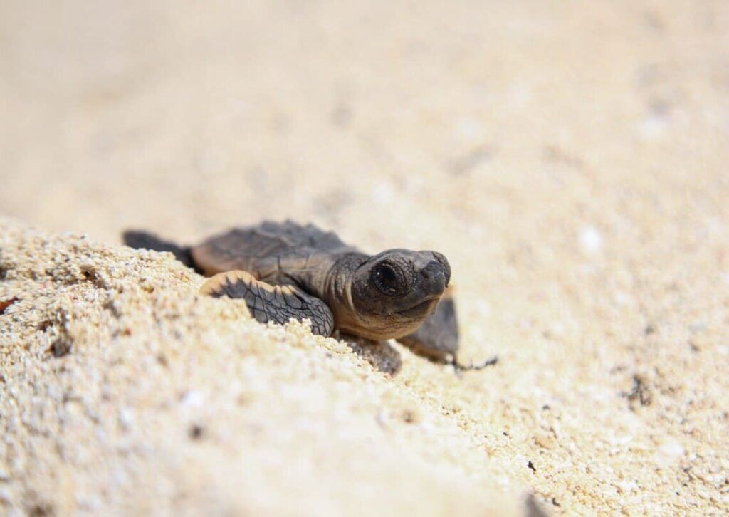 Contribuye Puerto Morelos a la preservación de la Tortuga Marina