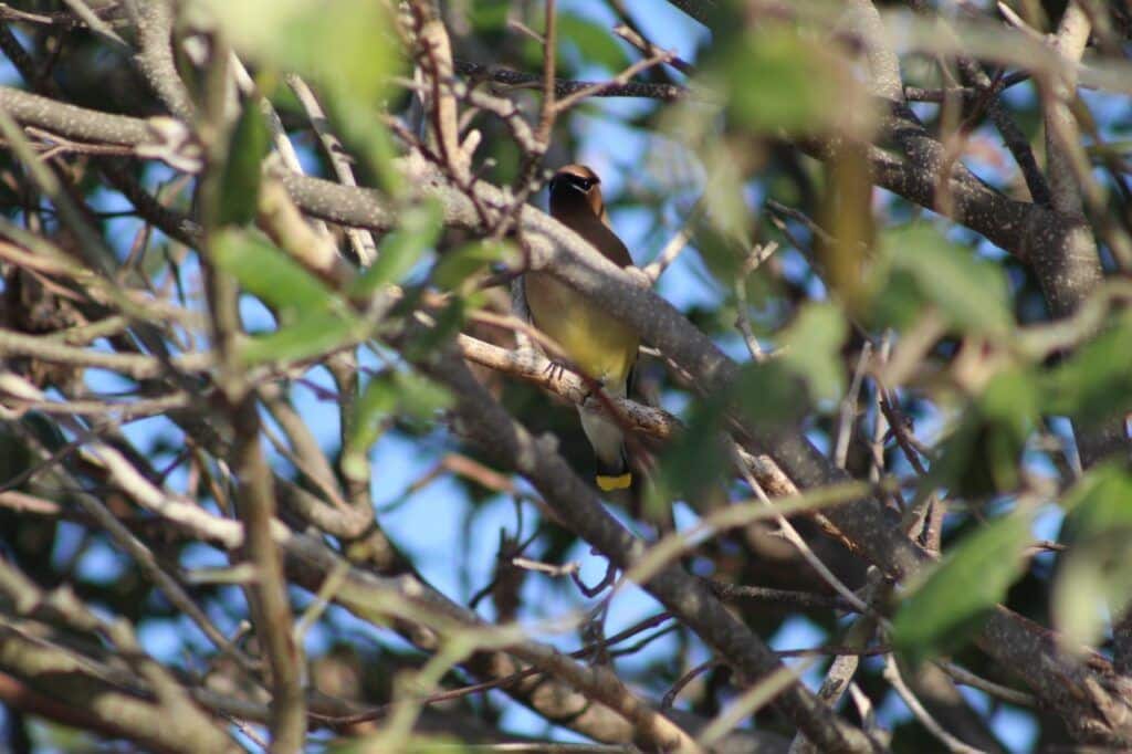 Realizó La FPMC el primer monitoreo de aves del 2023