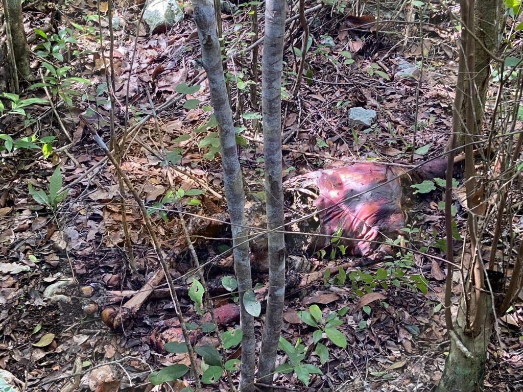 Hallan cadáver cerca de la colonia Tren Reyes de Cancún