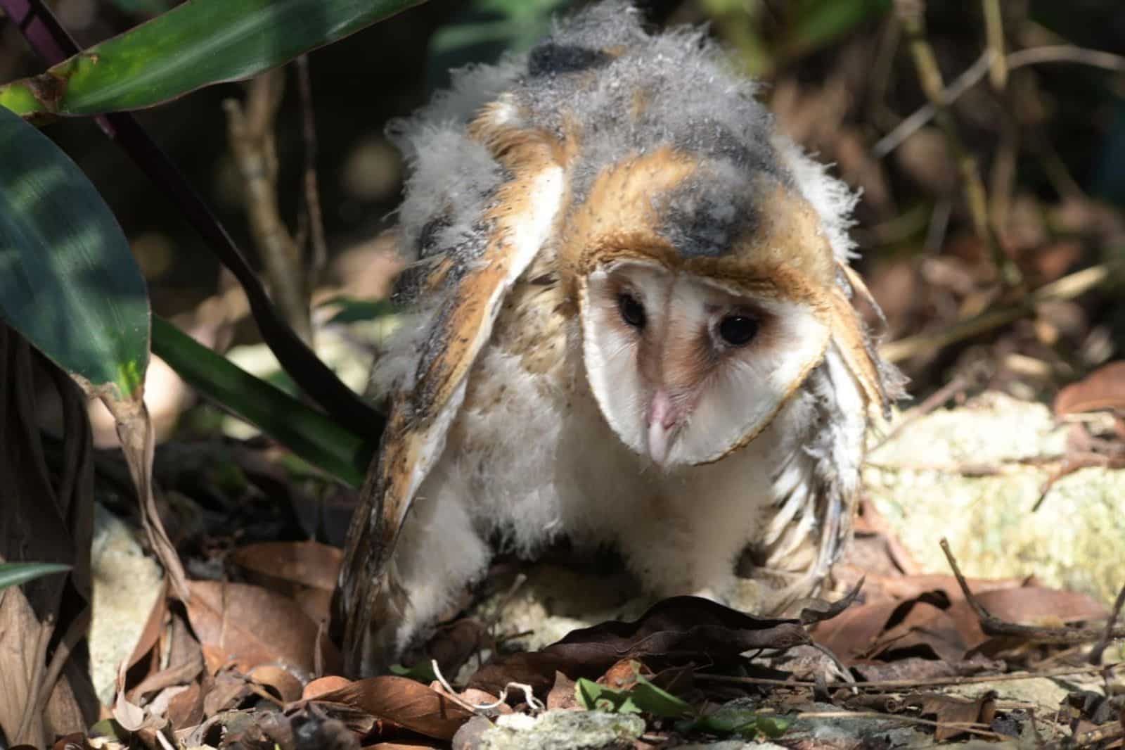 La FPMC rescata y protege a la de fauna en riesgo