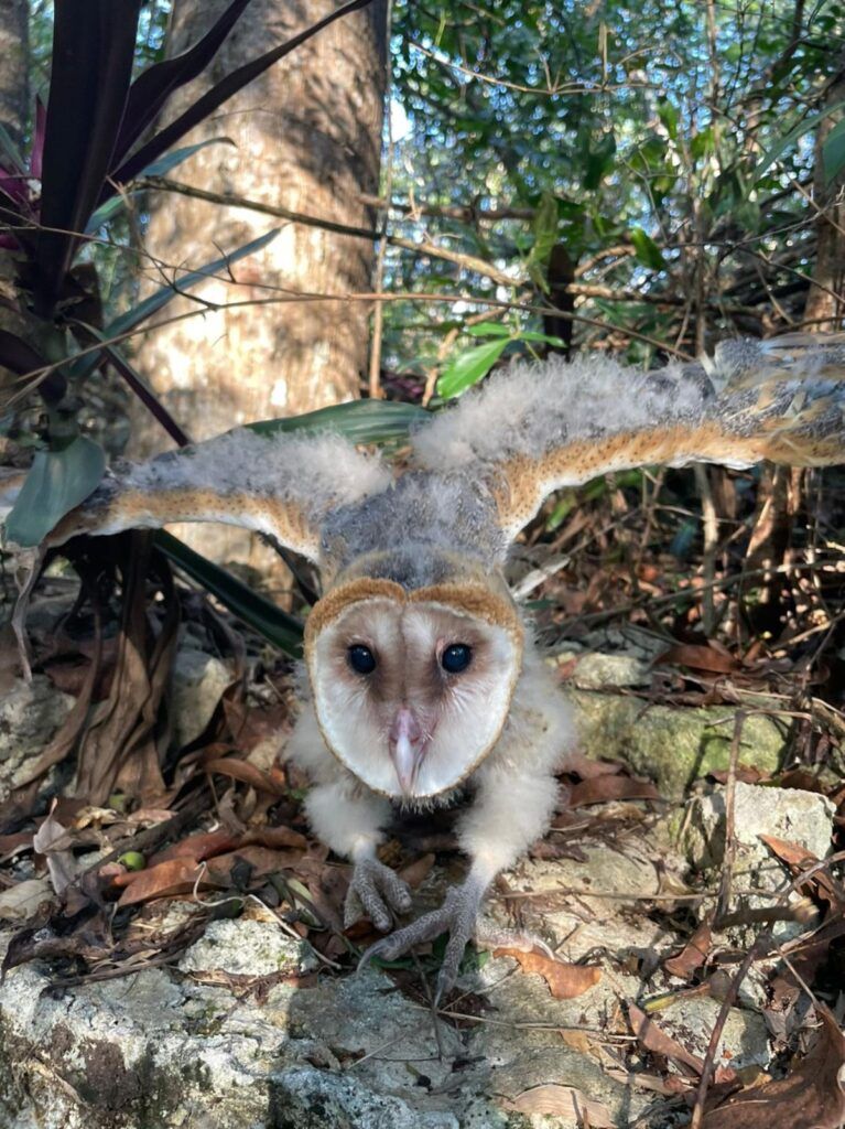 La FPMC rescata y protege a la de fauna en riesgo