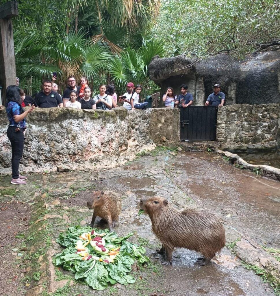 Sábado y domingo familiar en el zoológico Payo Obispo