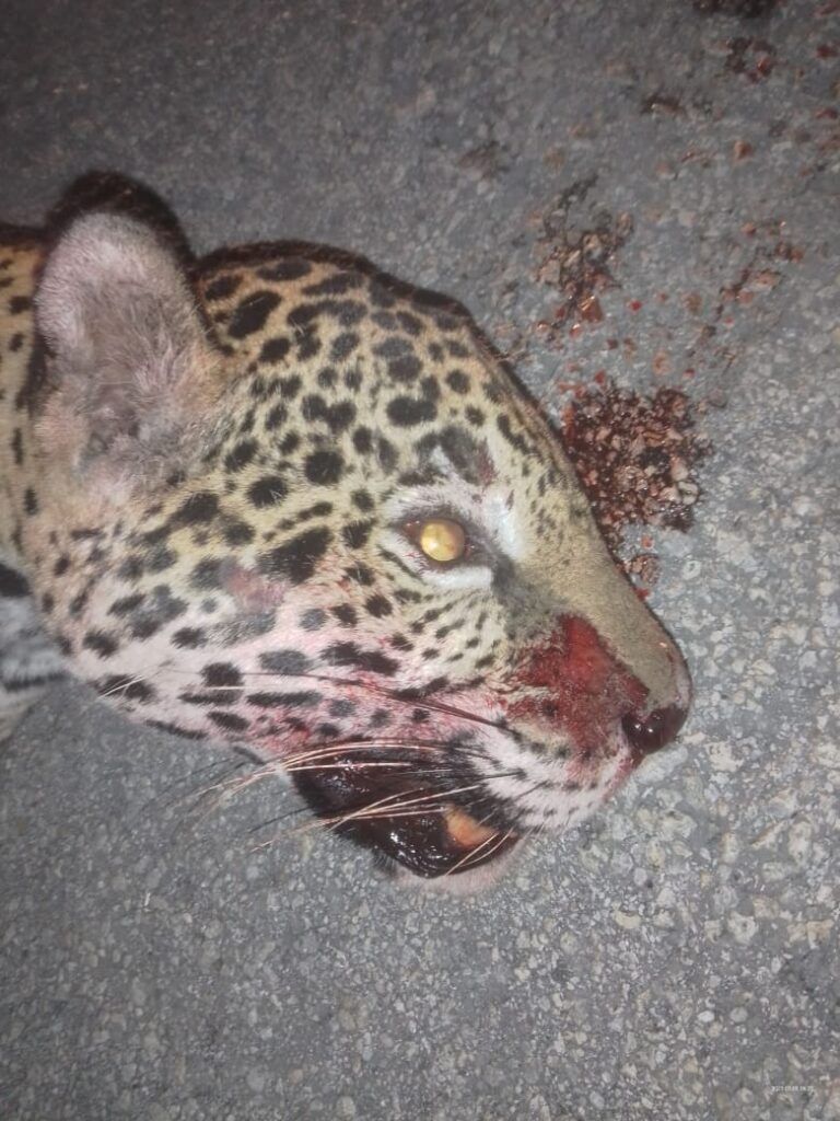 Atropellan a ejemplar de jaguar sobre la carretera federal 307