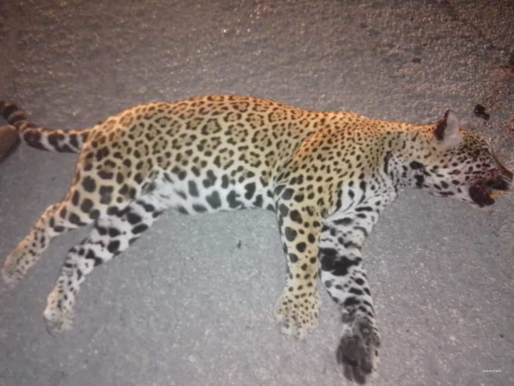 Atropellan a ejemplar de jaguar sobre la carretera federal 307