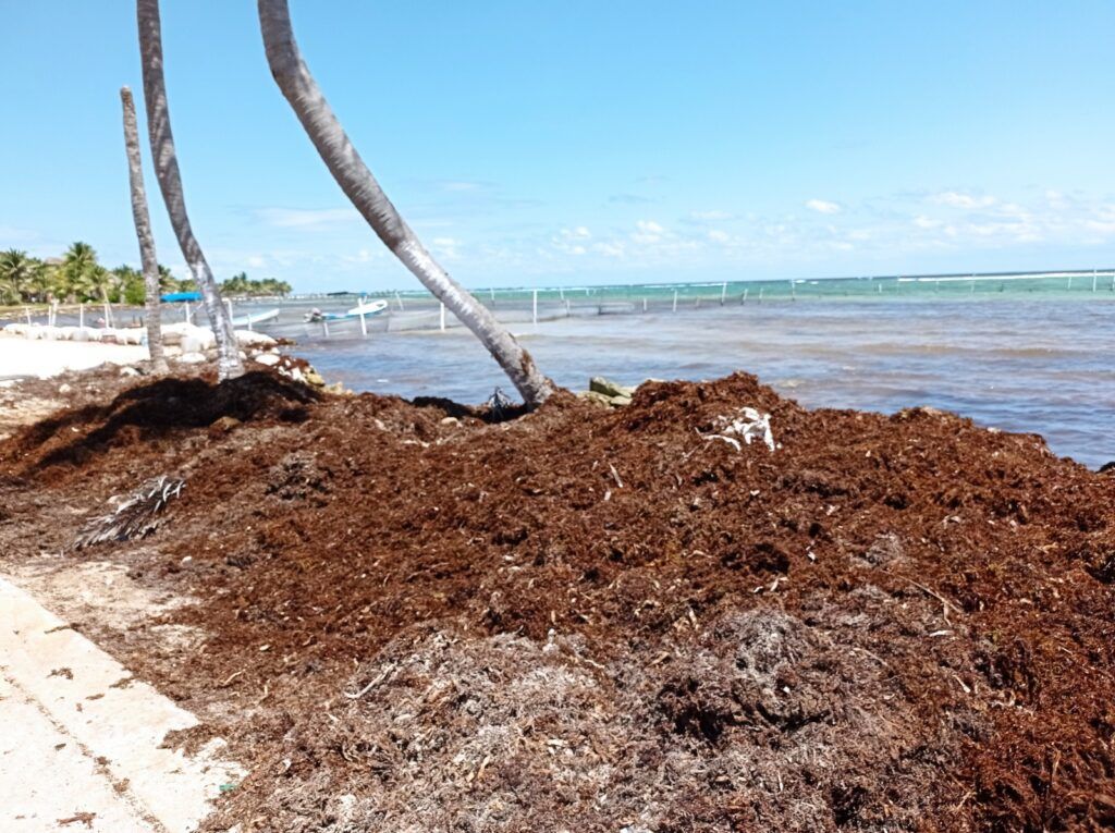 El Gobierno Federal está de ‘oídos sordos’ con el sargazo en Mahahual, denuncian