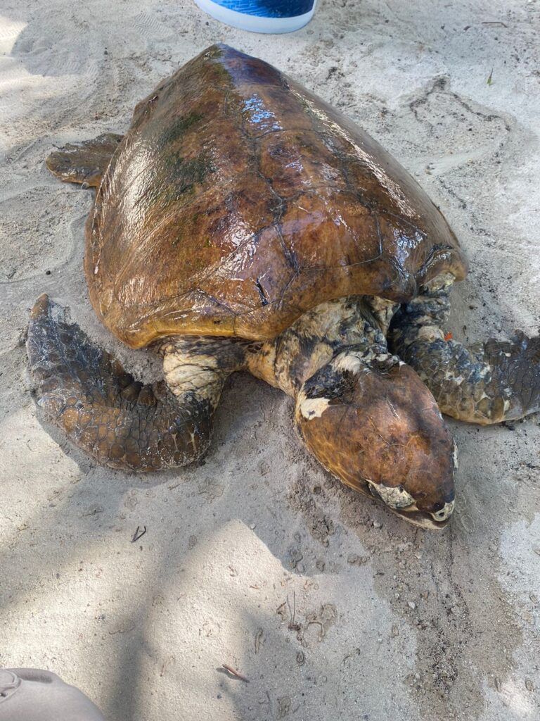 Recala tortuga envuelta en plásticos en Tulum