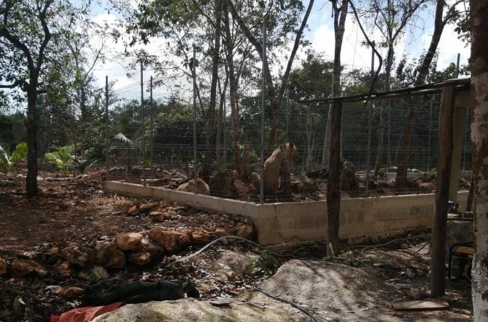 Resguarda zoológico de Chetumal leones asegurados en cateo