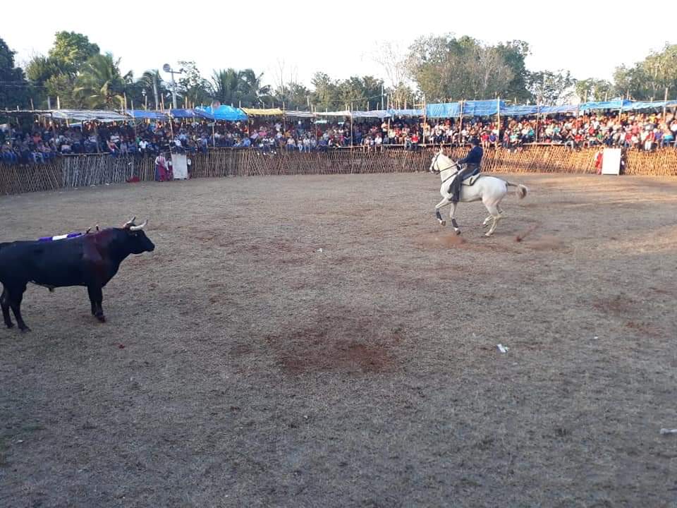 Desecha Congreso del Estado iniciativa para permitir peleas de gallos y corridas de toros