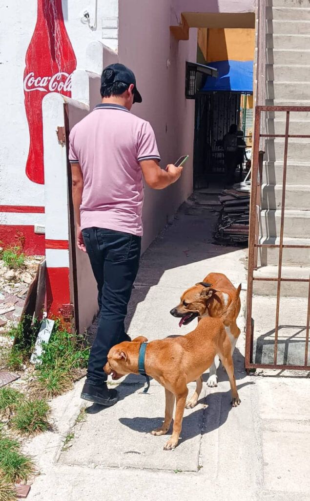 En Solidaridad se castiga el maltrato animal