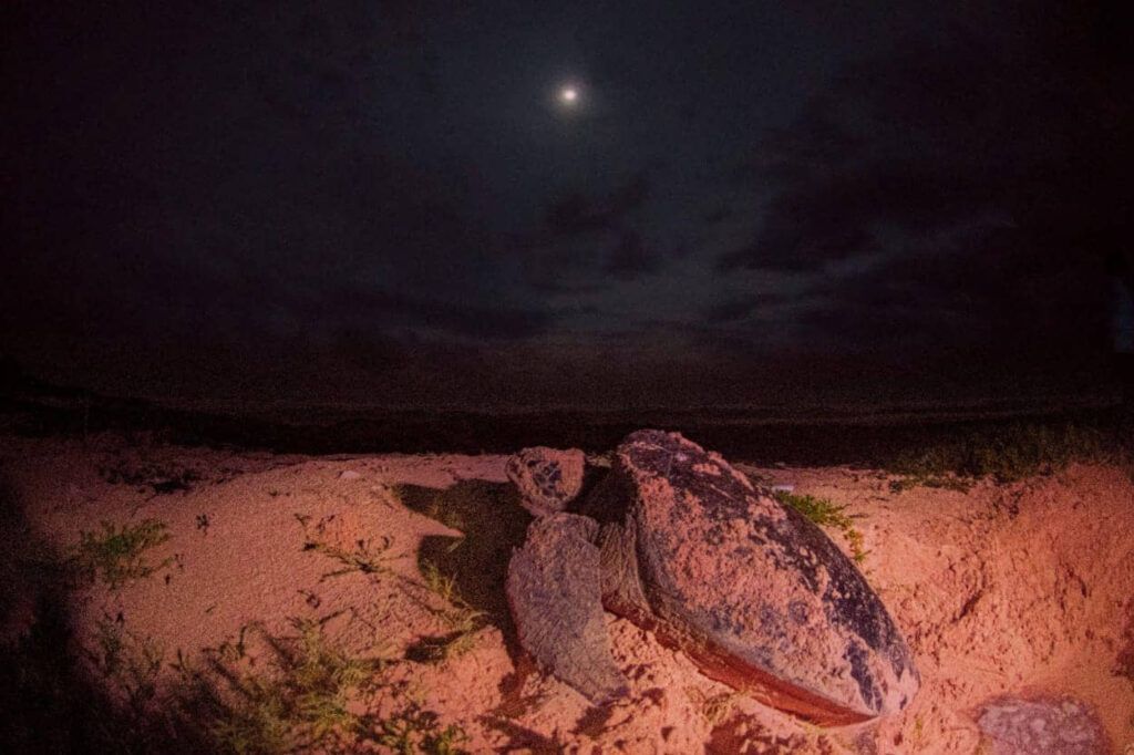 Registran los primeros nidos de tortugas en el campamento de Punta Sur