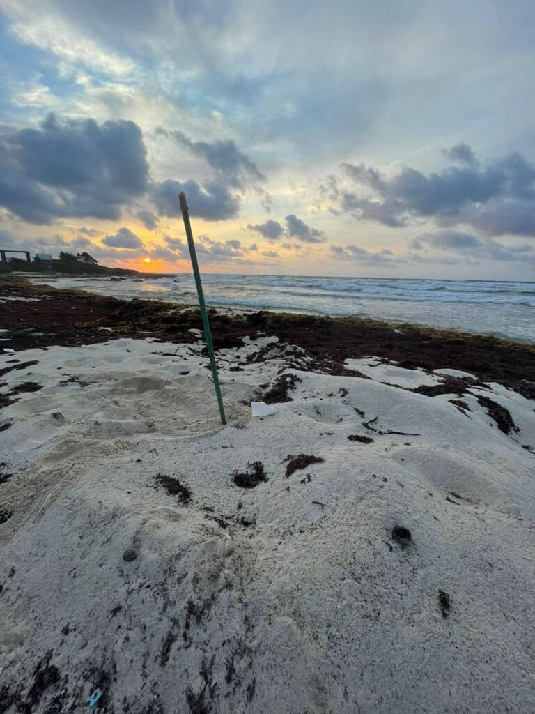 Registran los primeros nidos de tortugas en el campamento de Punta Sur