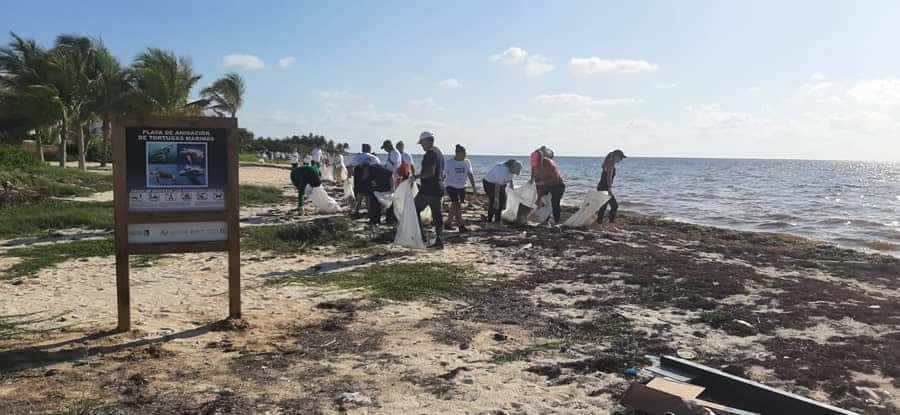 Participa gobierno de Puerto Morelos en limpieza de playas ante anidación de tortugas marinas