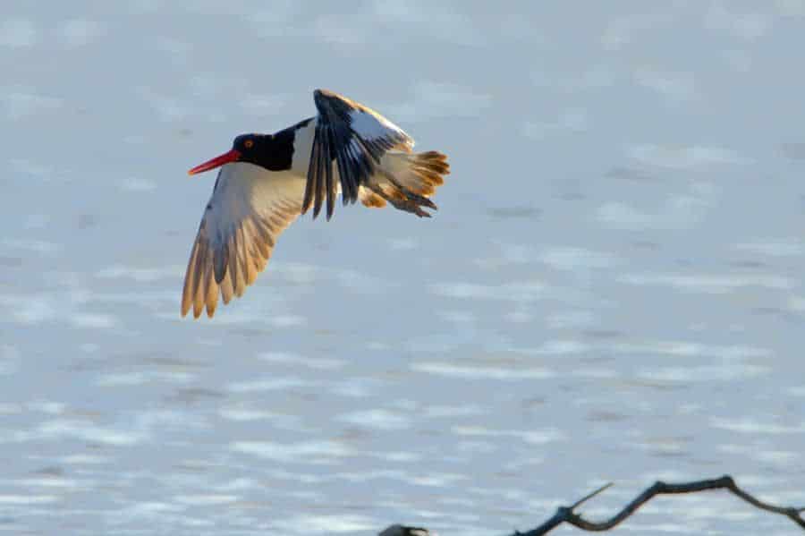 La Fundación de Parques y Museos registra avistamiento de aves migratorias poco comunes
