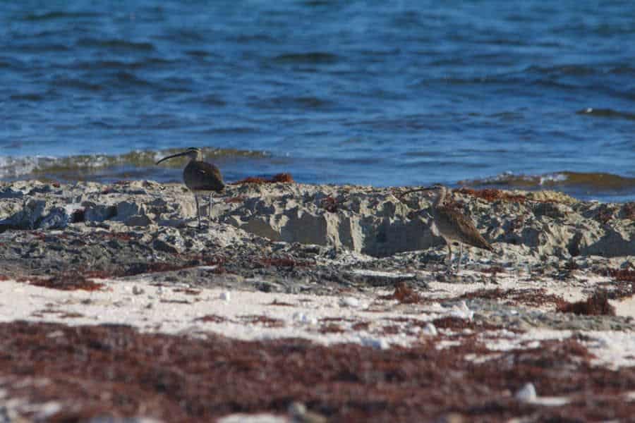 La Fundación de Parques y Museos registra avistamiento de aves migratorias poco comunes