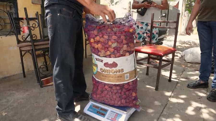 La SEDE realiza vinculación comercial de 315 kilos de chile habanero de productores de Kantunilkín 
