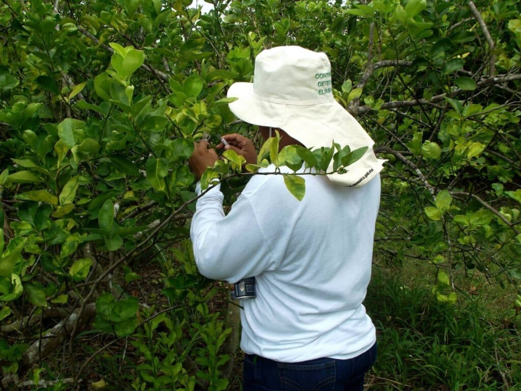 Personal de Sanidad Vegetal recibe su pago y regresa a labores en Quintana Roo