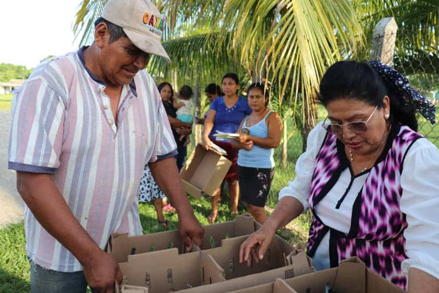 Miles de bacalarenses se han beneficiado con programas de aves de traspatio impulsado por "Chepe" Contreras