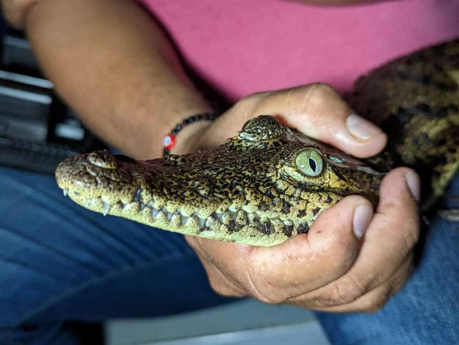 Fundación de Parques y Museos de Cozumel registra 350 cocodrilos en Laguna Colombia Punta Sur