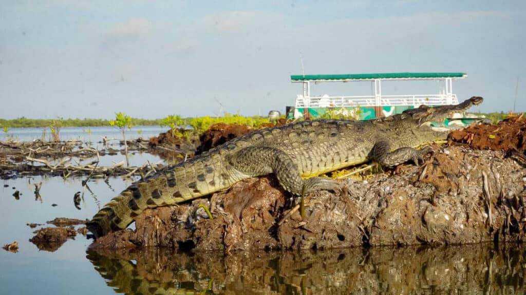 Fundación de Parques y Museos de Cozumel registra 350 cocodrilos en Laguna Colombia Punta Sur