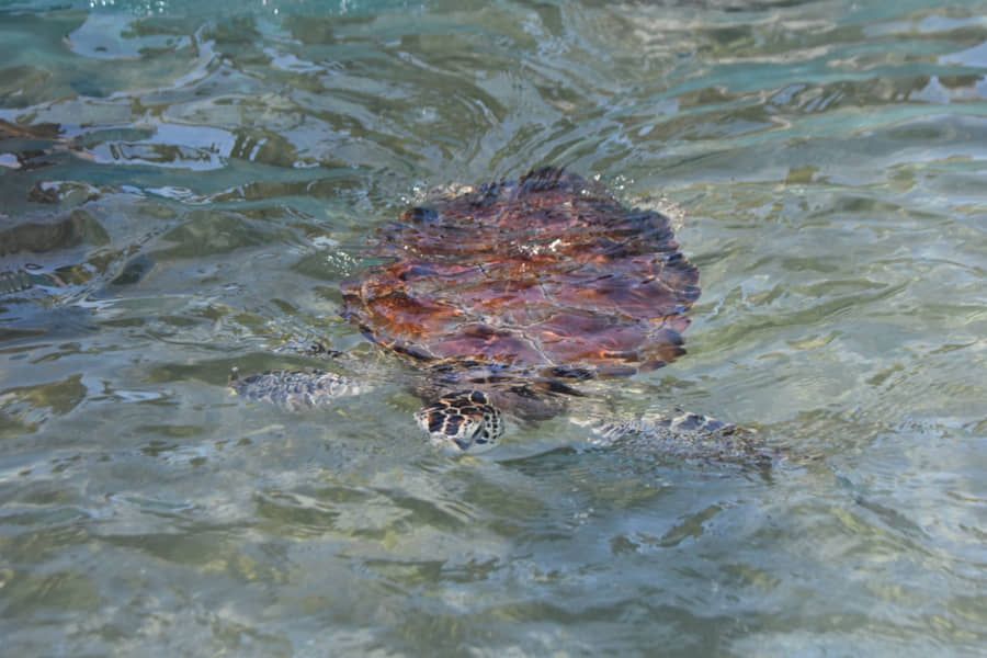 Recupera Isla Mujeres su 'Tortugranja', después de dos años ser cerrada