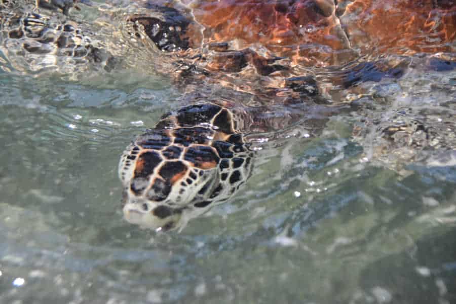 Recupera Isla Mujeres su 'Tortugranja', después de dos años ser cerrada