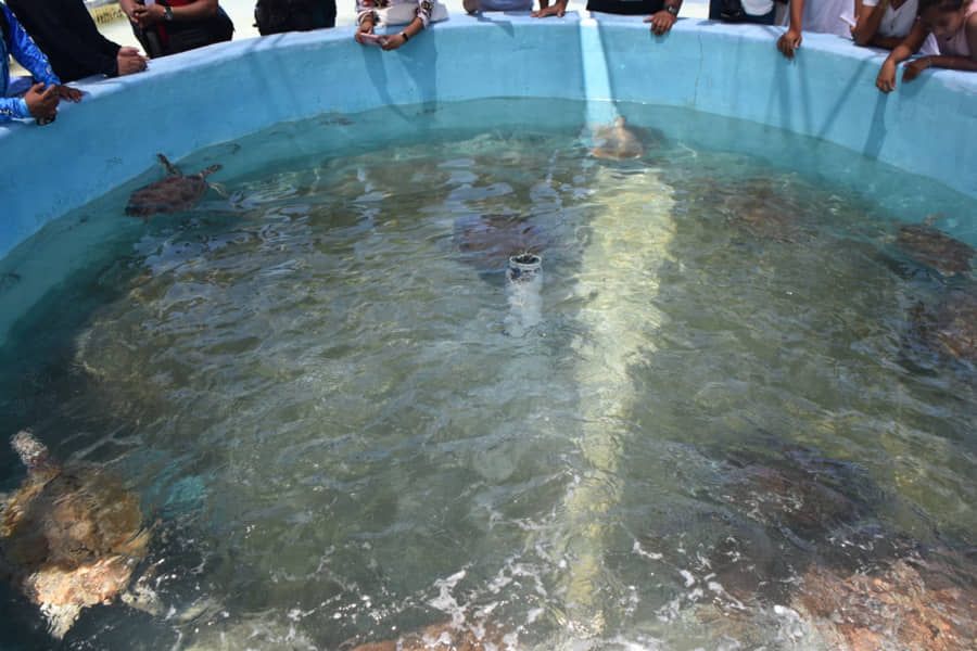 Recupera Isla Mujeres su 'Tortugranja', después de dos años ser cerrada