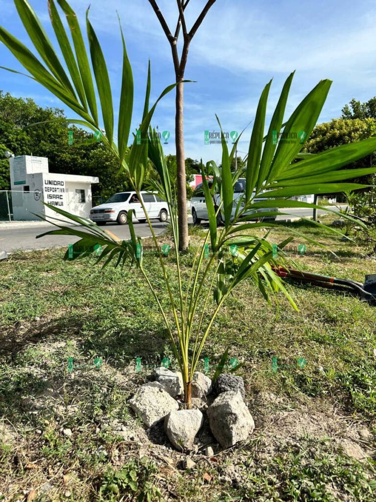 Organizan jóvenes jornada de reforestación en Puerto Morelos