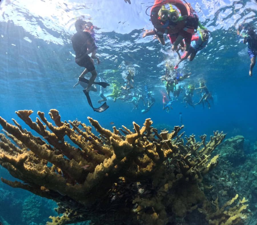 Fortalece La Fundación de Parques y Museos de Cozumel la restauración y siembra de corales en Punta Sur

