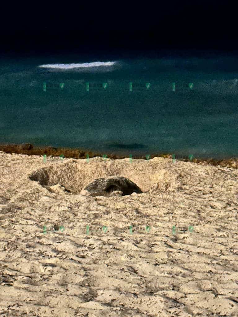 Molestan turistas a tortuga mientras desovaba en Cancún
