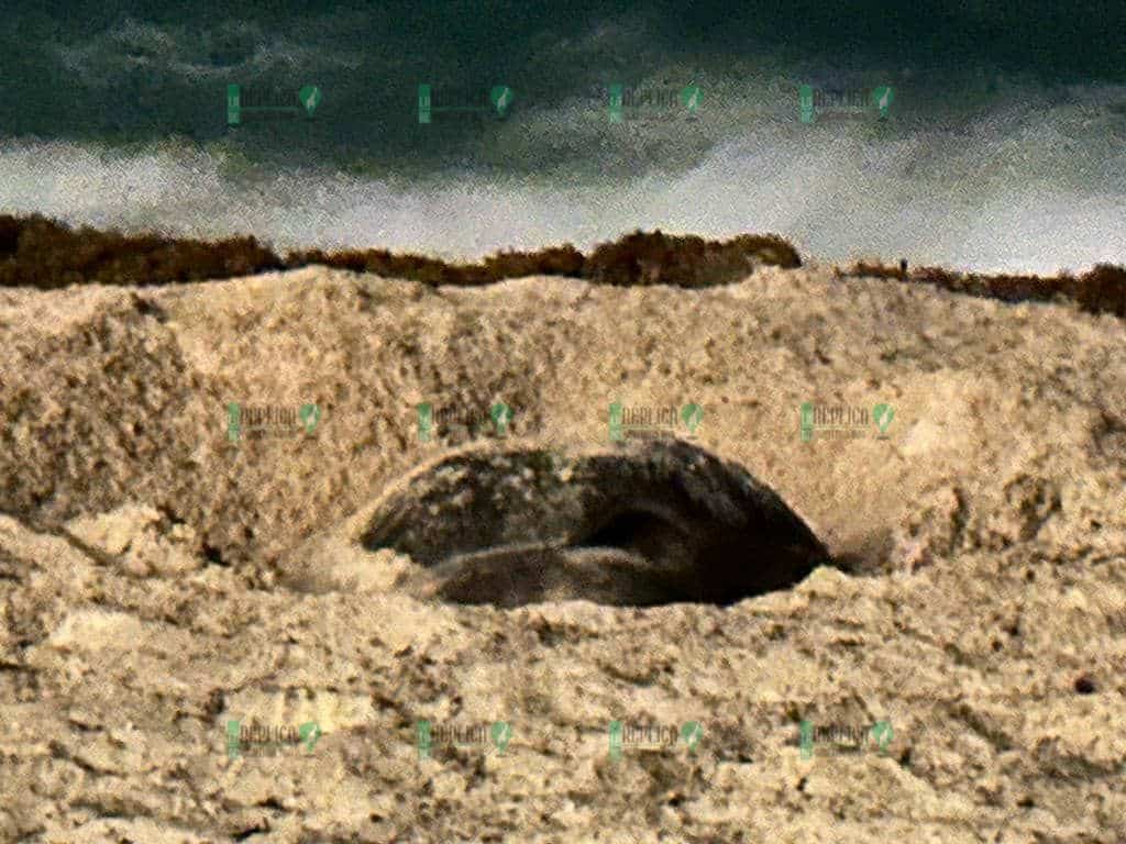 Molestan turistas a tortuga mientras desovaba en Cancún