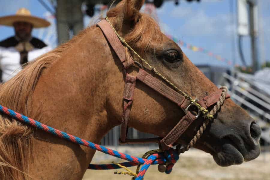 Alistan Segunda Cabalgata Urbana como parte de la Feria del Carmen