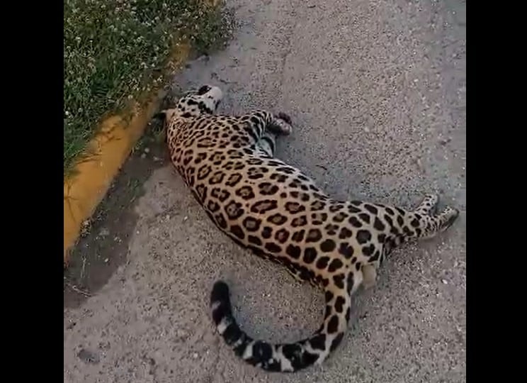 Atropellan a jaguar sobre la carretera federal 307; ciudadanos pretendían robarse el cuerpo del felino