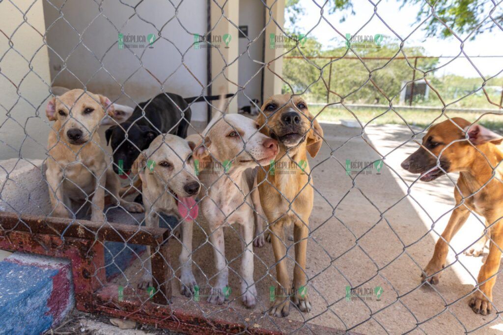 En Solidaridad se da trato digno y se promueve la adopción canina