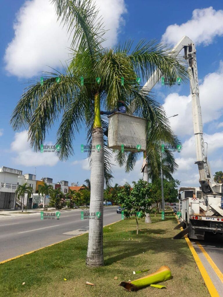 Realizan poda de árboles por temporada de lluvias