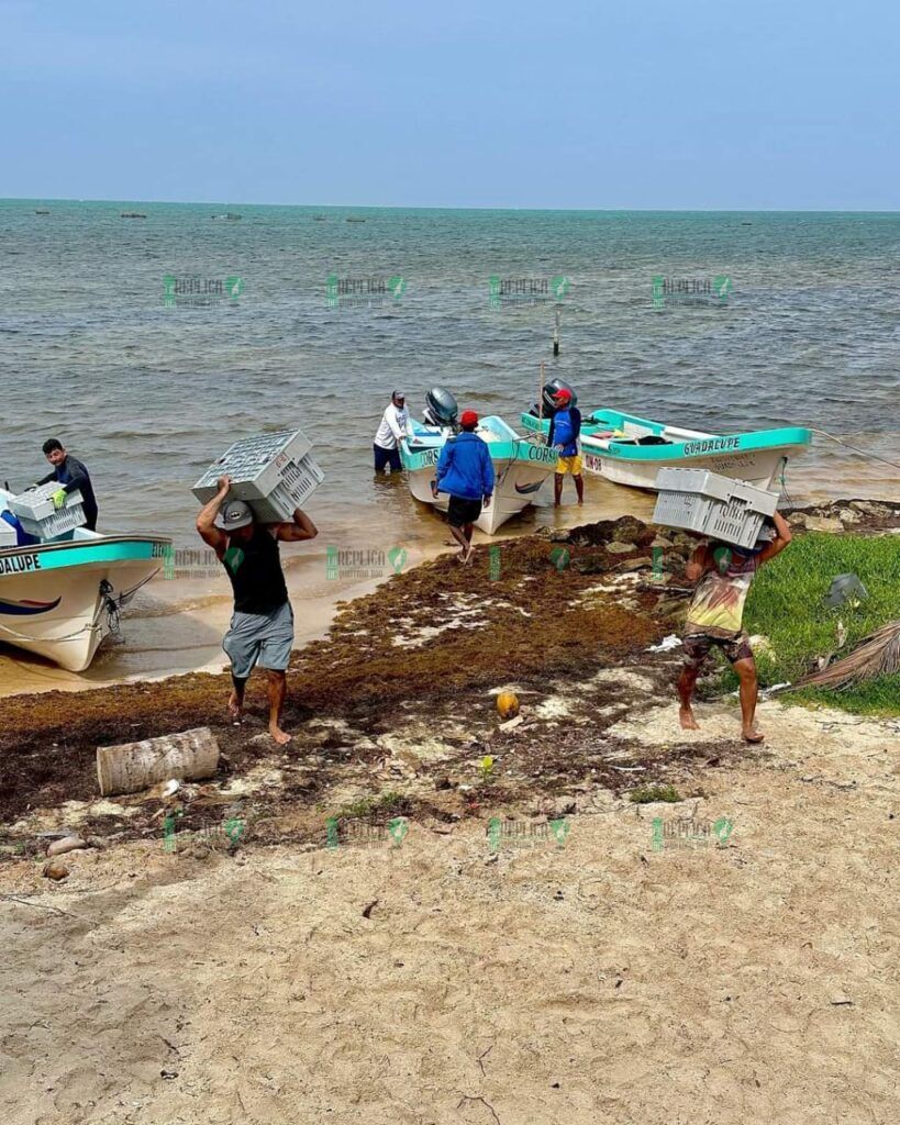 Reportan pescadores de Cozumel caída del 40% en precios de la langosta