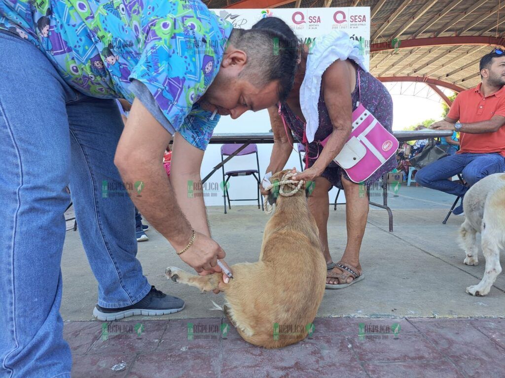 En Bacalar arranca con éxito la Jornada Nacional de Vacunación Antirrábica Canina y Felina