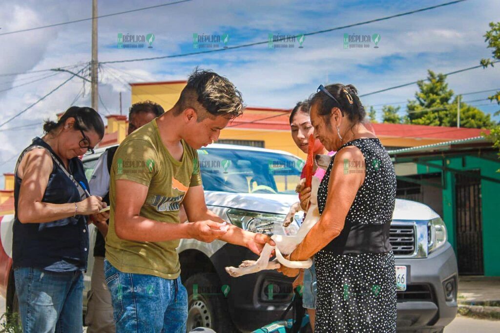 Avanza vacunación antirrábica canina y felina en Quintana Roo