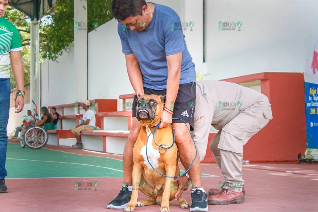 Avanza vacunación antirrábica canina y felina en Quintana Roo