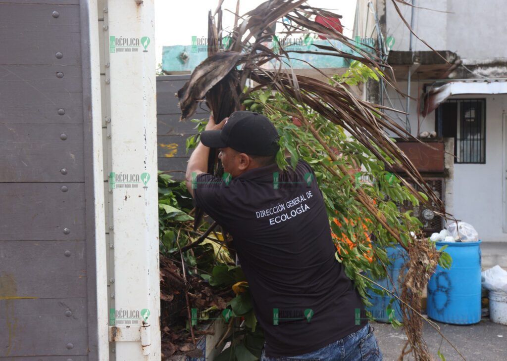 “Limpiamos tu colonia” embellece la calle almendros, en la región 17 de Puerto Morelos