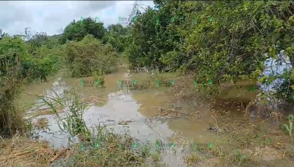 En riesgo, cultivos de limón en José María Morelos por inundaciones