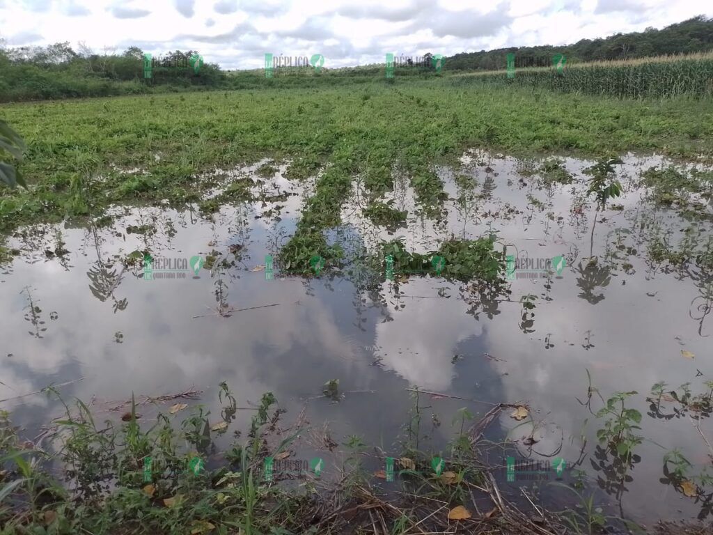 En riesgo, cultivos de limón en José María Morelos por inundaciones