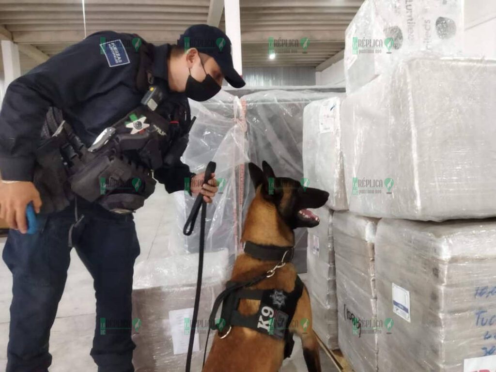 Binomios caninos refuerzan la seguridad en Solidaridad