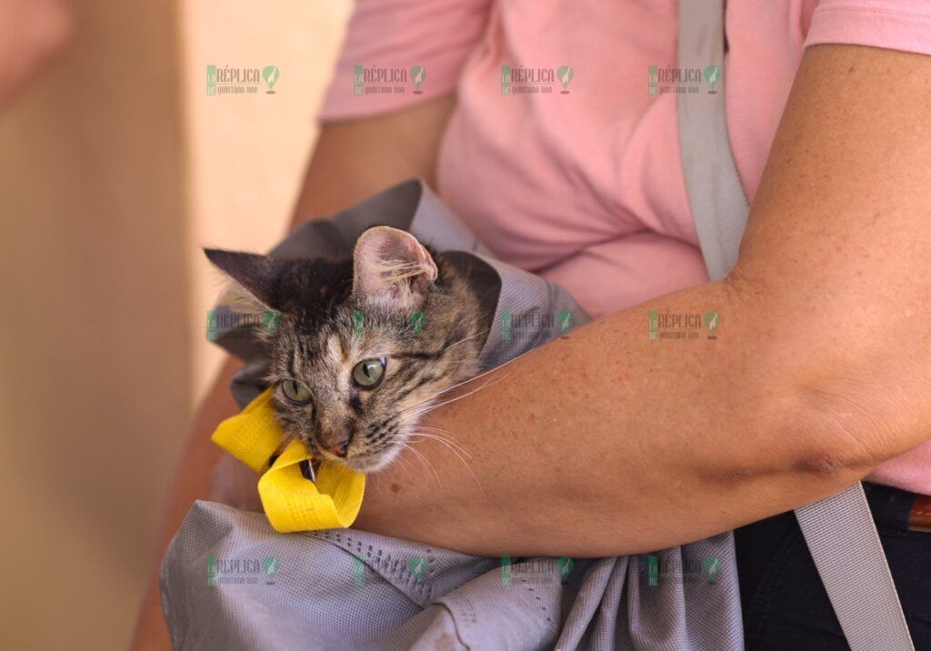 Ponen en marcha la segunda campaña masiva de esterilización de fauna doméstica en Puerto Morelos