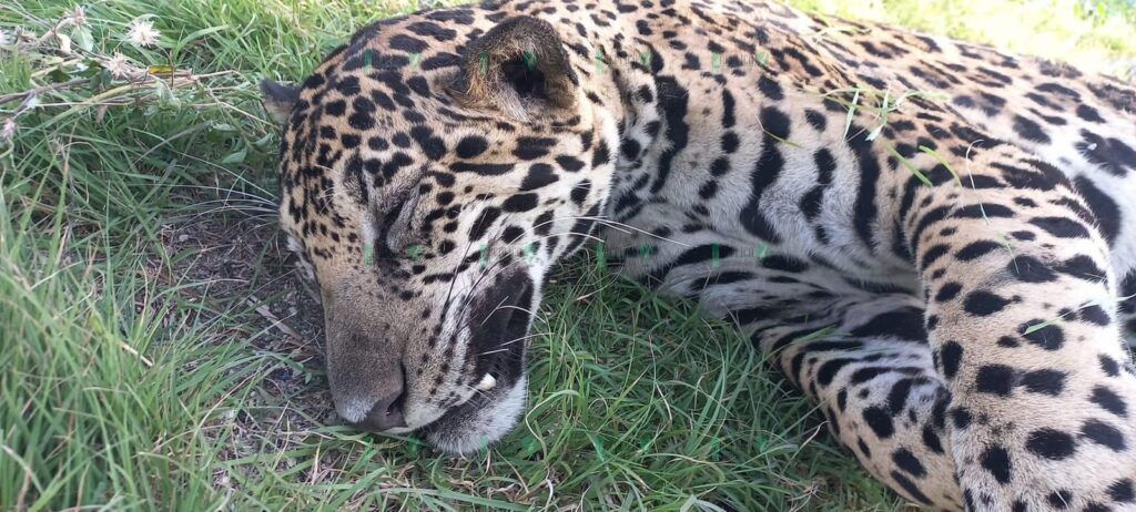 Urgen a la Federación realizar pasos de fauna para frenar casos de jaguares atropellados en Quintana Roo.