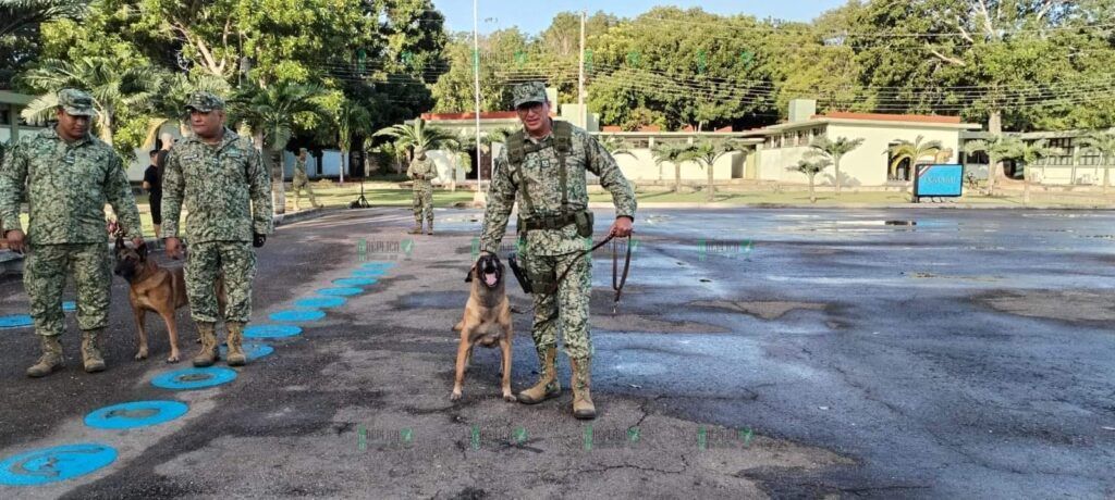 Jubila Ejército a 4 perros; los dona a fundación de Chetumal