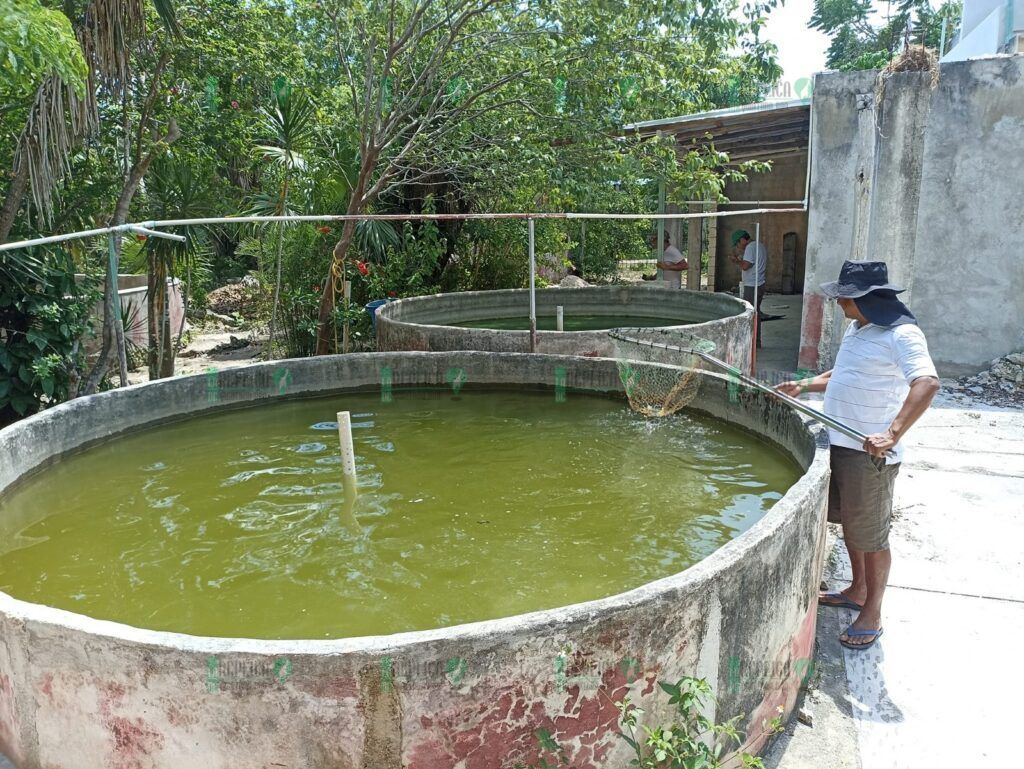 Impulsa gobierno de Puerto Morelos la constitución de una sociedad cooperativa de acuicultores en Leona Vicario